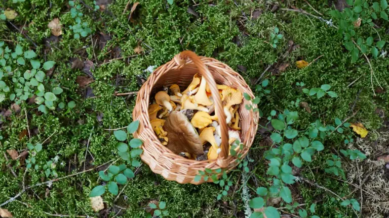 Grybavimo išvyka rugpjūčio pabaigoje: saugumo planas iki 20 d