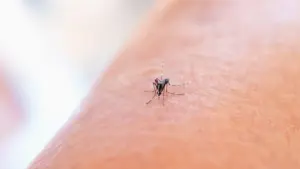 Po išvykos į mišką: kada erkės įkandimo nebeignoruoti