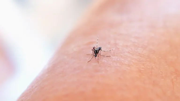 Po išvykos į mišką: kada erkės įkandimo nebeignoruoti
