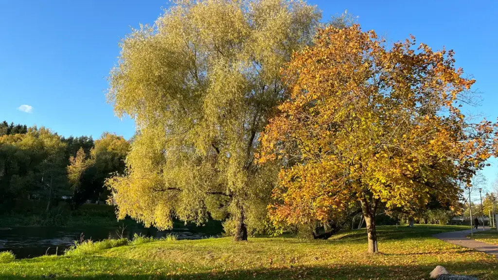 Spalvingi rudeniniai medžiai Lietuvos parke, atspindintys šiltą rugsėjo mėnesio orą ir nuotaiką.