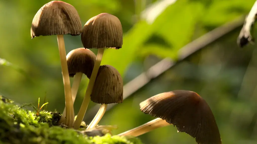 Rudeniški grybai augantys ant drėgnų samanų Lietuvos miškuose grybavimo sezono metu