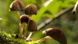 Rudeniški grybai augantys ant drėgnų samanų Lietuvos miškuose grybavimo sezono metu