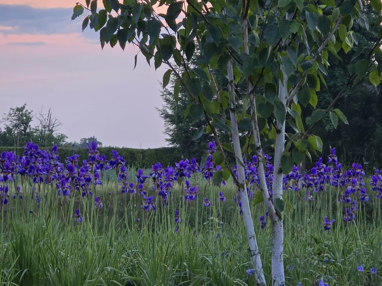 Žiemos gėlynas be skubos: ką palikti iki pavasario?